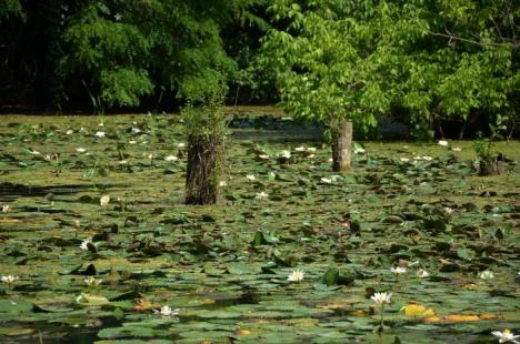 Lac "înviat": Nuferii au înflorit iar pe Ochiul Mare (FOTO)